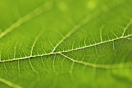 绿叶纹理绿色环境宏观静脉植物不对称背景图片