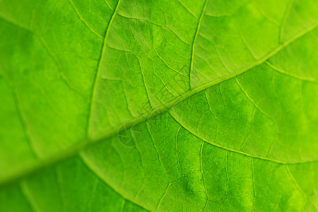 绿叶纹理宏观静脉环境绿色不对称植物背景图片