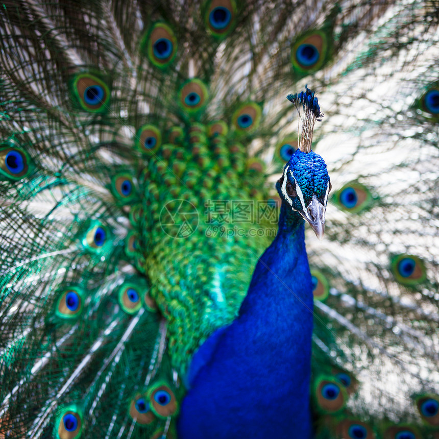 漂亮的孔雀 羽毛散出优雅脖子眼睛野鸡活力蓝色鸡冠花动物园热带尾巴图片