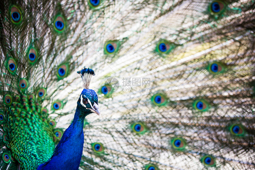 漂亮的孔雀 羽毛散出脖子鸡冠花优雅活力眼睛展览尾巴蓝色野鸡热带图片