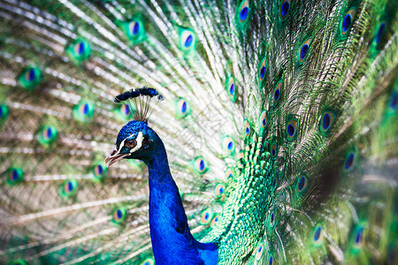 羽毛出场的好孔雀野生动物眼睛动物园优雅鸡冠花热带展览仪式野鸡尾巴背景图片