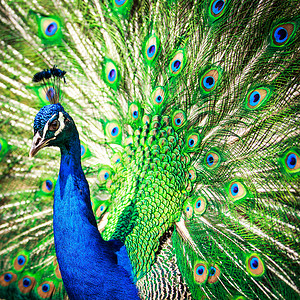 羽毛出场的好孔雀动物园脖子野鸡眼睛蓝色尾巴展览野生动物男性活力背景图片