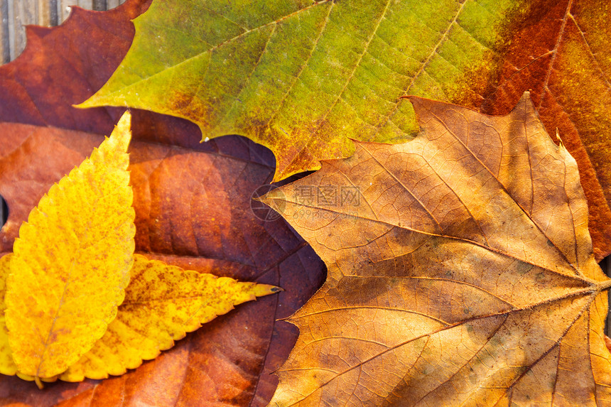 秋叶季节叶子活力棕色黄色季节性木头橙子红色收藏图片