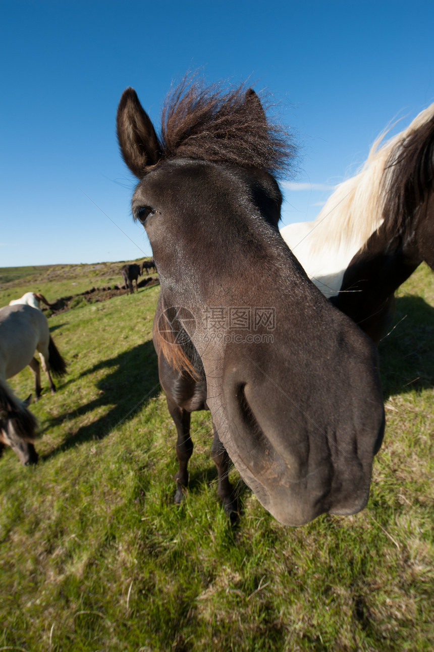 冰岛马匹哺乳动物动物小马良种骏马耳朵板栗野生动物荒野马术图片