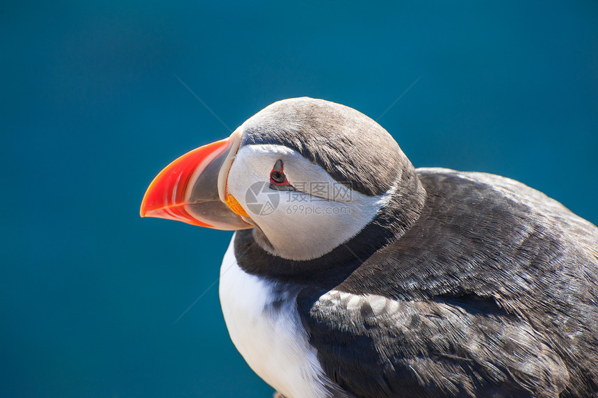 胡石羽毛悬崖蓝色旅游橙子海洋账单天空峡湾海鸟图片