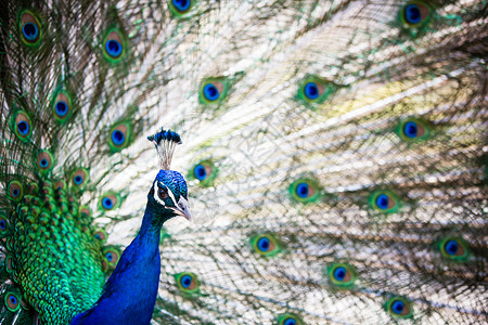 羽毛出场的好孔雀蓝色展示仪式热带鸡冠花动物园尾巴展览优雅野生动物背景图片