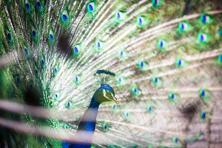 羽毛出场的好孔雀尾巴热带脖子眼睛活力展示男性野生动物鸡冠花野鸡背景图片