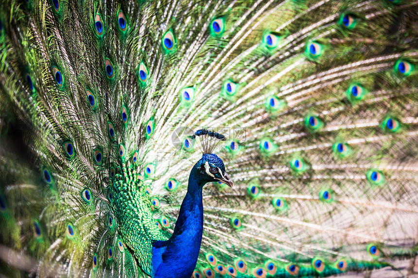 漂亮的孔雀 羽毛散出尾巴仪式眼睛野鸡野生动物蓝色动物园优雅展览男性图片