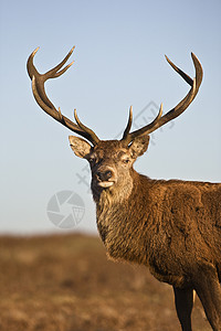 红鹿动物肖像背景图片