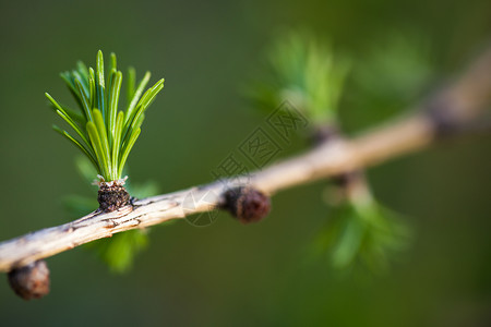 蜕膜的绿色植物落叶松高清图片