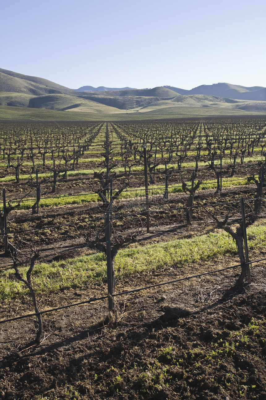 圣玛丽亚加州的藤园风光乡村栽培用地山坡葡萄田园农业格子架葡萄园图片
