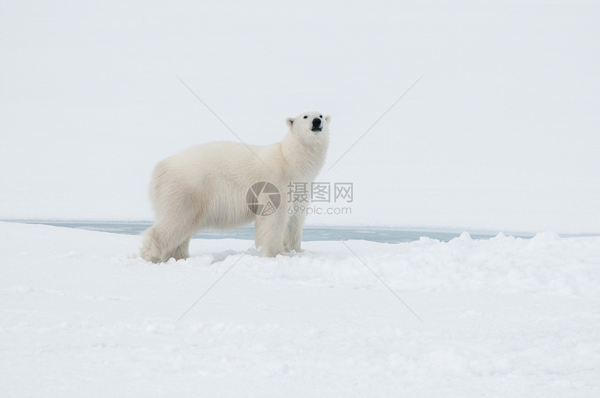 挪威北极附近Spitsbergen(斯瓦尔巴德)以北的北极熊图片