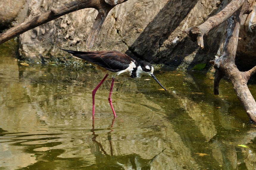 黑颈尖牙羽毛野生动物沼泽动物群账单鸟类动物河口湿地反射图片