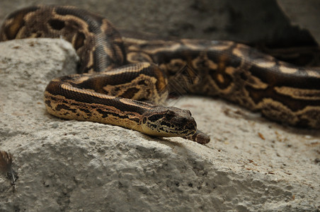 蟒蛇杜梅里利高清图片
