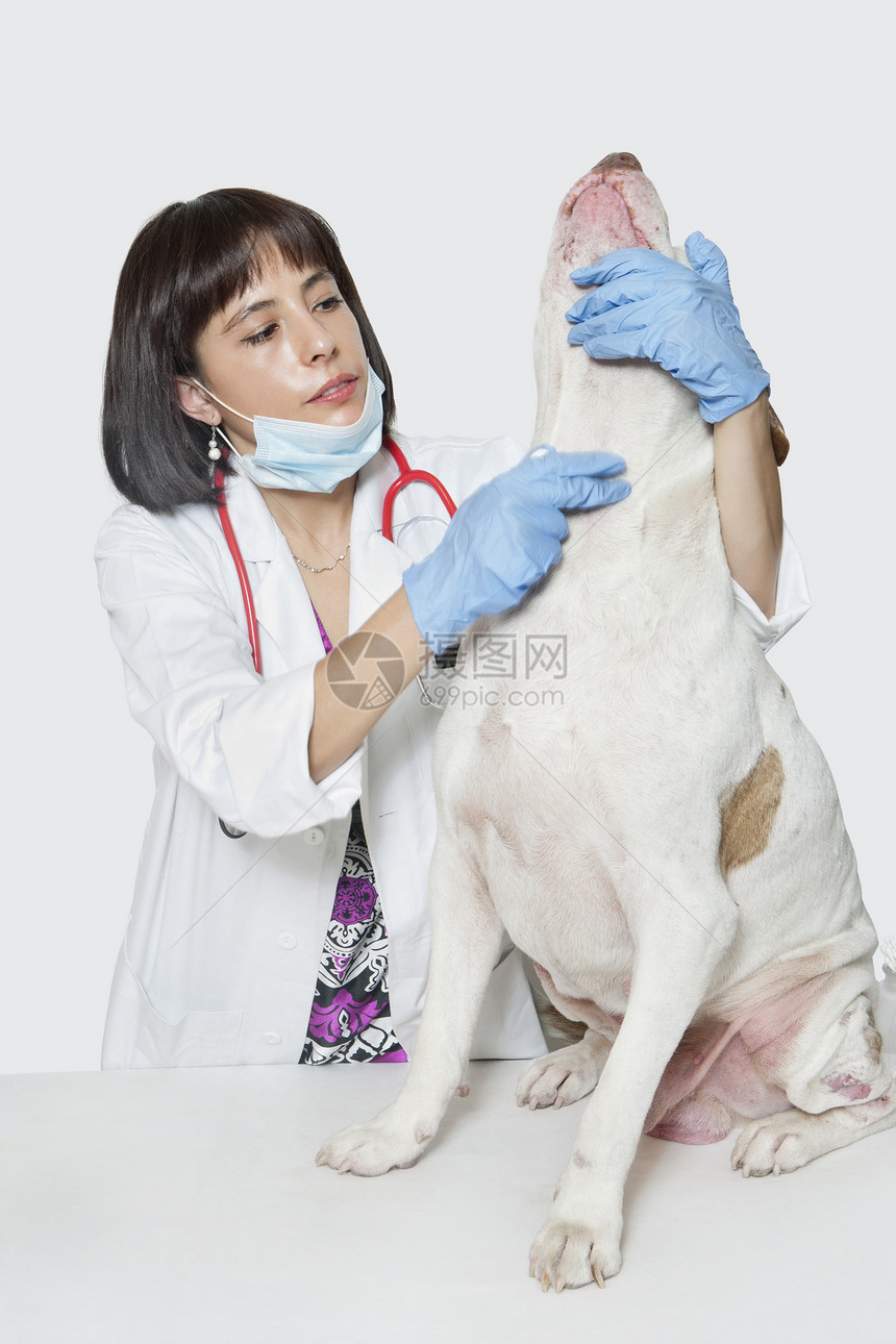 灰色背景的女兽医检查犬(女兽医)图片