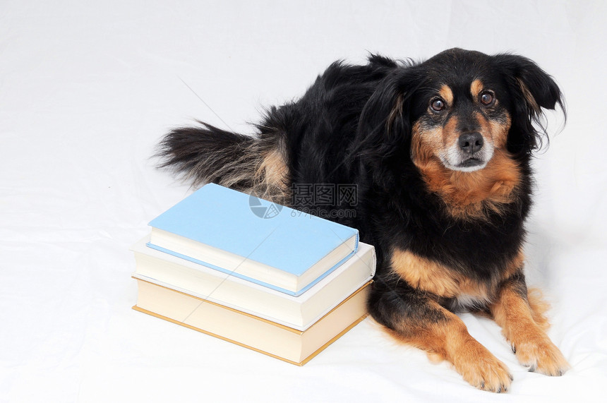 阅读狗学习哺乳动物教育眼镜宠物乐趣学生智力训练学校图片