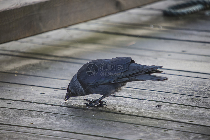 乌尔韦吉安卡伊生物学大道荒野野生动物黑鸟栖息地地面寒鸦乌鸦动物图片