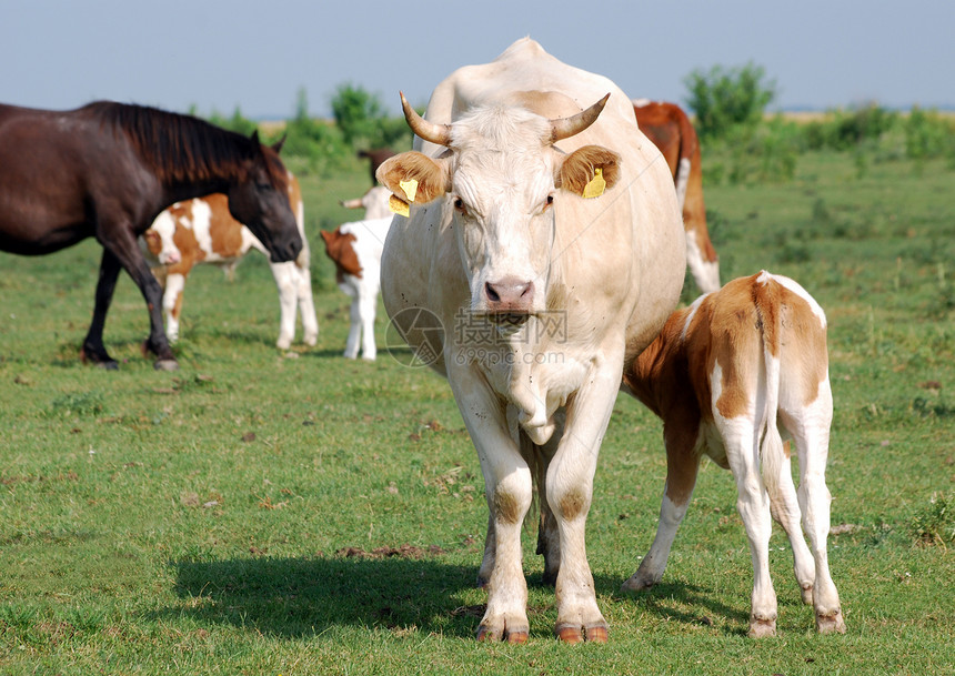 牧草上的牛和牛牛牧场小牛家畜农业绿色乳房牛奶棕色乡村农村图片