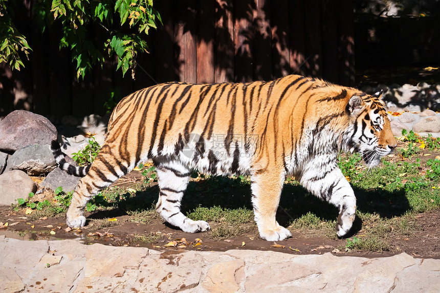 老虎猫科动物动物园危险捕食者荒野野猫丛林野生动物猎人条纹图片