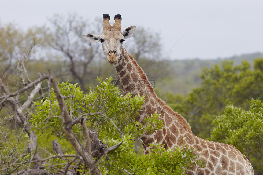 非洲林地的Giraffe站保护区主题野生动物动物图片