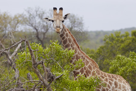 非洲林地的Giraffe站保护区主题野生动物动物背景图片