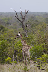 非洲林地的Giraffe站动物野生动物主题保护区背景图片