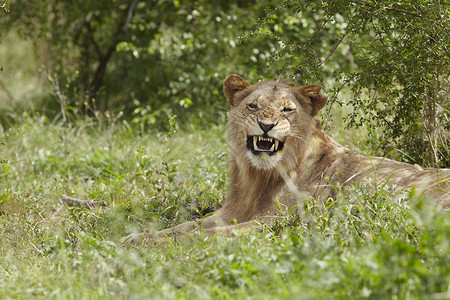 身陷非洲低增长的狮子狮野生动物灌木丛节节保护区母狮猫科动物阴影动物主题牙齿背景图片