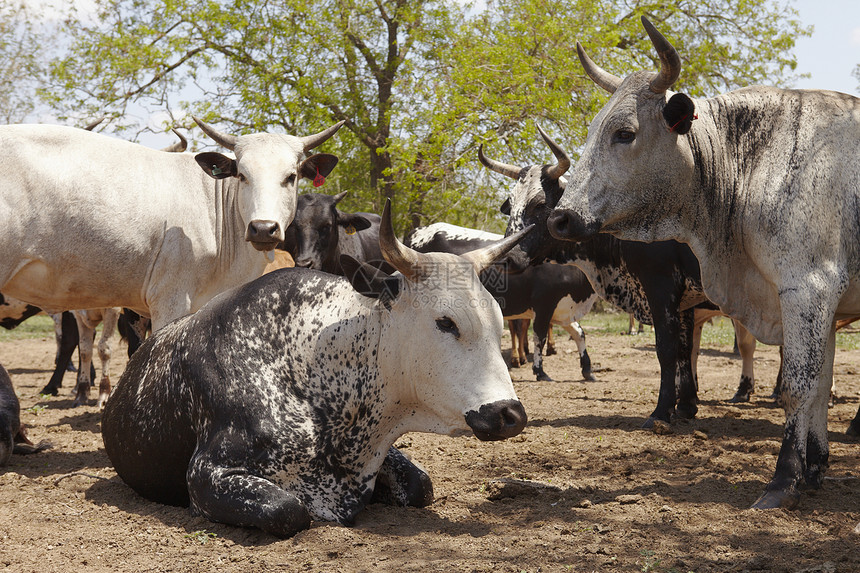 畜牛群野生动物主题动物物种羚羊本土阳光奶牛图片