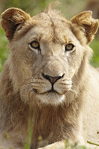 狮子座望过镜头背景图片