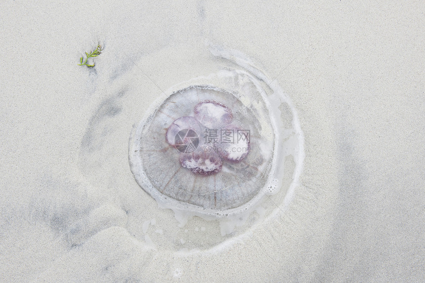 挪威洛福滕群岛海滩上的Jellyfish图片