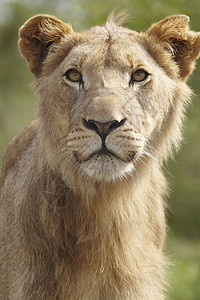 狮子的肖像野生动物保护区主题母狮动物猫科动物毛皮背景图片