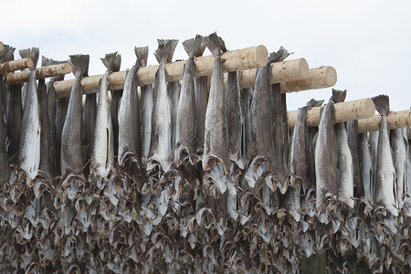 诺让津渔业寒冷的一群动物高清图片