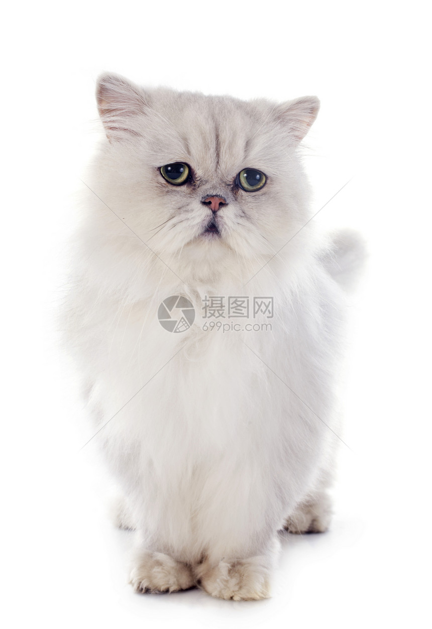 白百塞天猫灰色柔软度动物工作室宠物长发白色图片