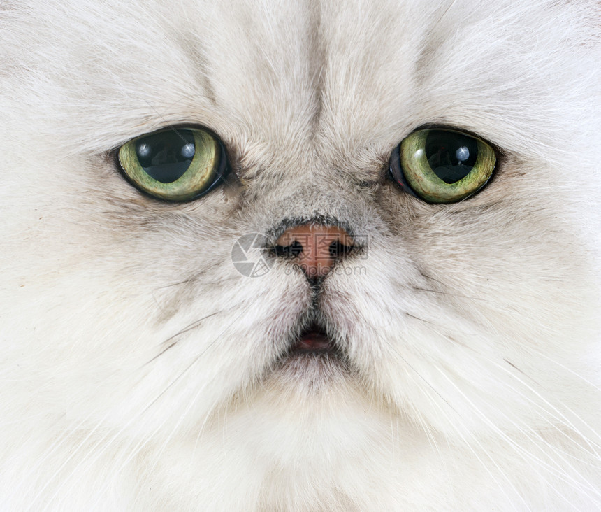 白百塞天猫柔软度绿色白色工作室长发猫科动物灰色宠物眼睛动物图片