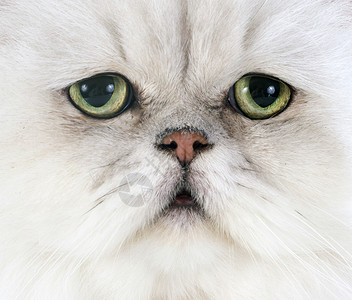 白百塞天猫柔软度绿色白色工作室长发猫科动物灰色宠物眼睛动物背景图片