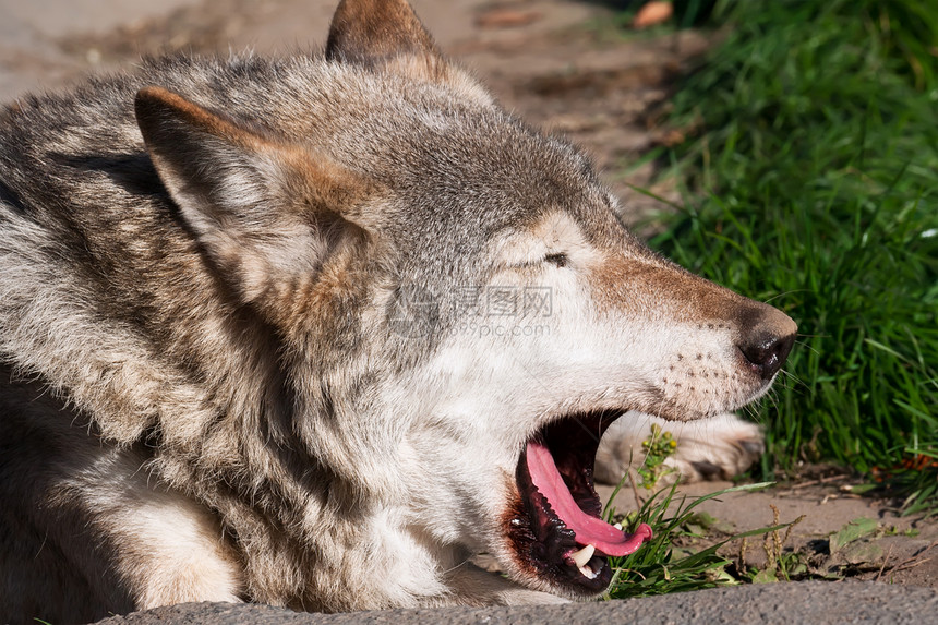 狼食肉毛皮危险狼疮野生动物哺乳动物捕食者灰色荒野猎人图片