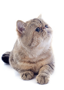 异国短发毛猫虎斑工作室动物宠物灰色小猫情调背景图片
