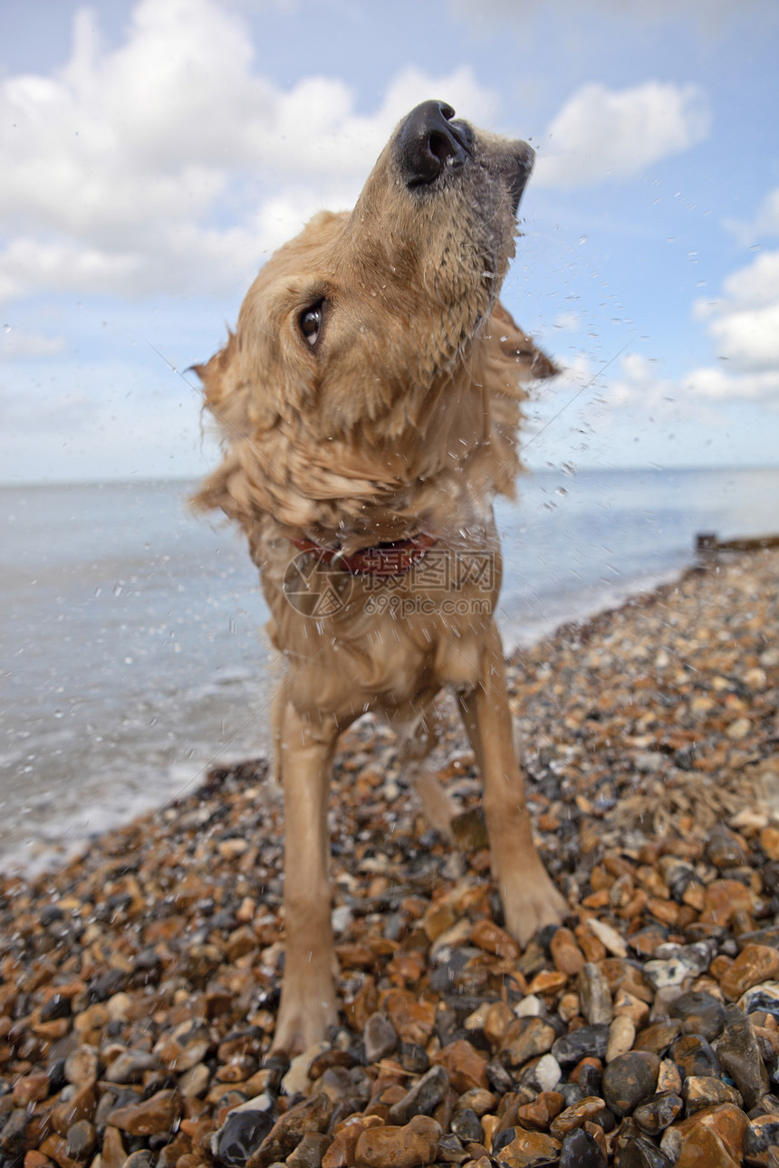 在肯特州赫恩湾的卵石海滩上 水被冲掉海滨视图栏杆涂鸦低角度天空动物犬类混血儿毛皮图片