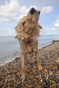在肯特州赫恩湾的卵石海滩上 水被冲掉海滨视图栏杆涂鸦低角度天空动物犬类混血儿毛皮背景