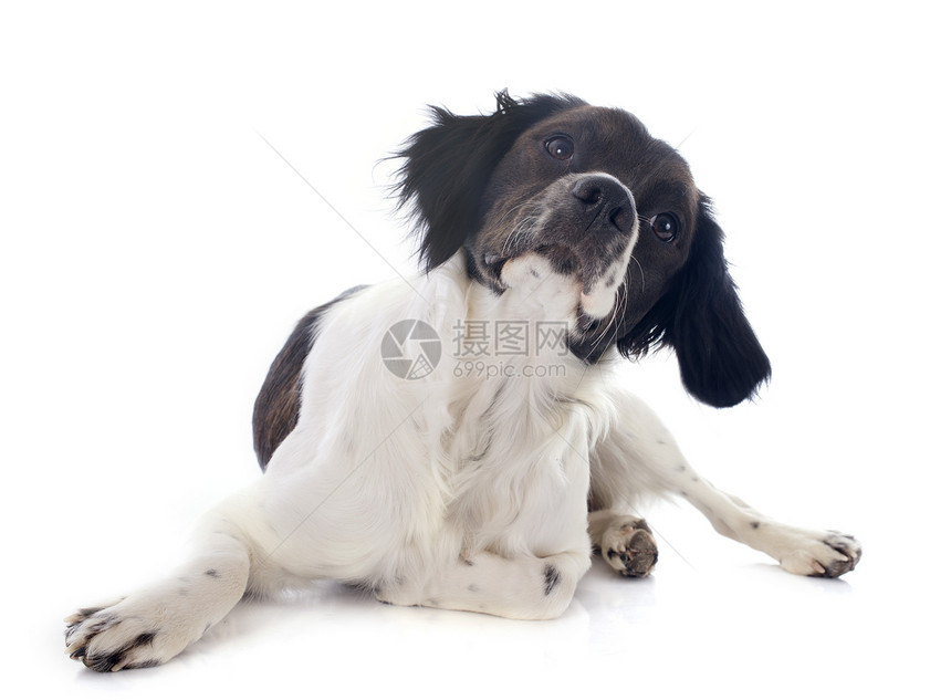 布里塔尼意大利语Name犬类白色工作室猎犬宠物黑色猎狗动物图片