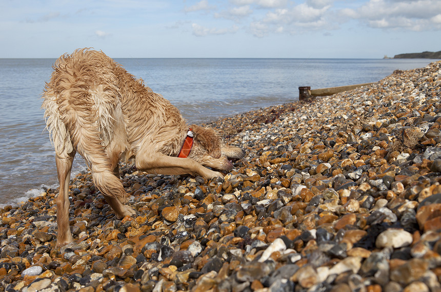 肯特州赫恩湾卵石海滩上全长的混合种狗图片