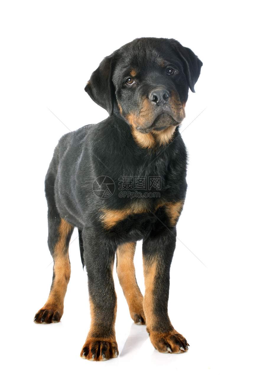 罗威纳犬工作室纳犬犬类婴儿小狗黑色动物宠物图片