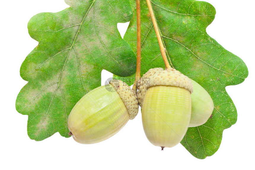 橡果帽子叶子种子植物白色坚果绿色植物学棕色生长图片