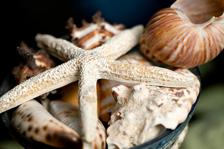 海壳和海星鱼背景图片