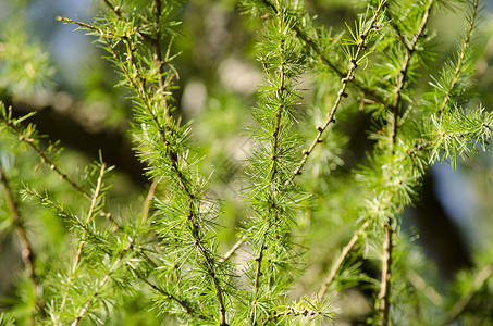 欧洲拉克(Larix didua)高清图片