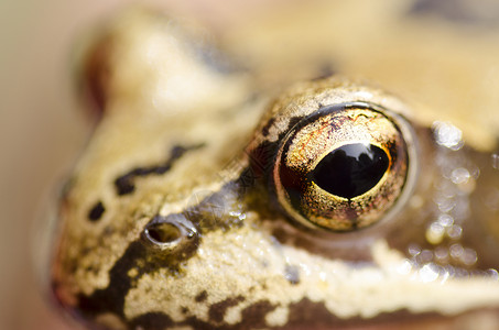 拉纳临时头生态的棕色眼睛高清图片