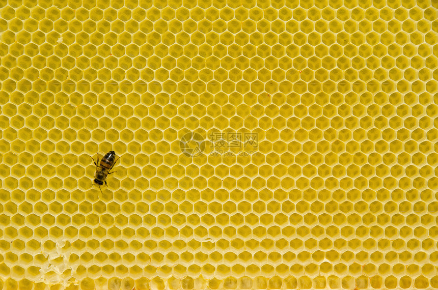 蜜蜂的蜂蜜方格模式图片