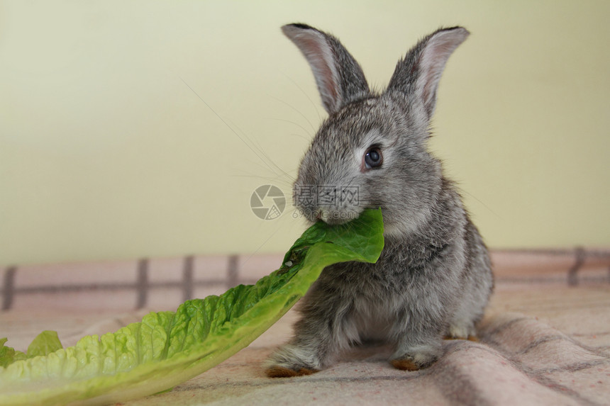 灰兔农业哺乳动物沙拉生菜毛皮乐趣动物野兔白色宠物图片