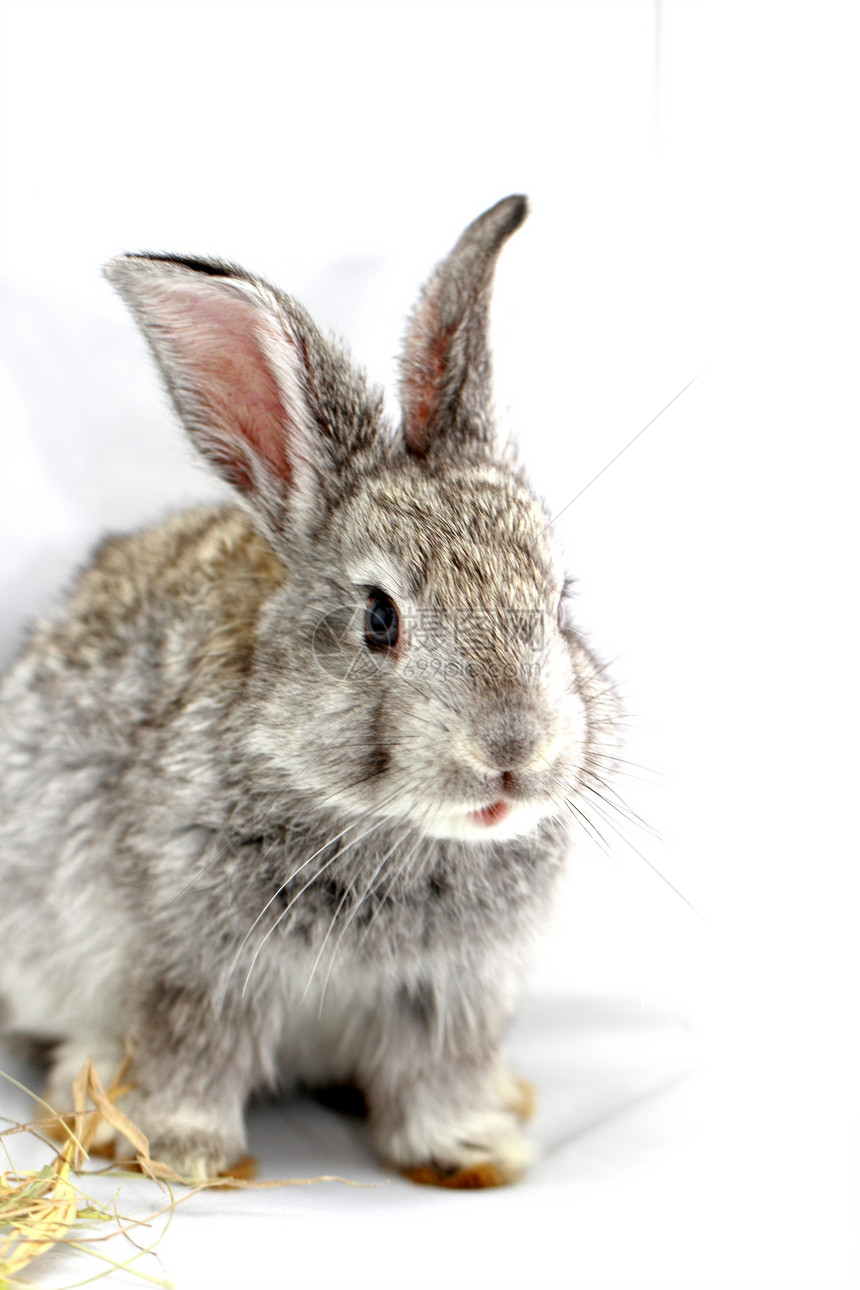 灰兔宏观白色毛皮野兔耳朵农业宠物哺乳动物动物灰色图片