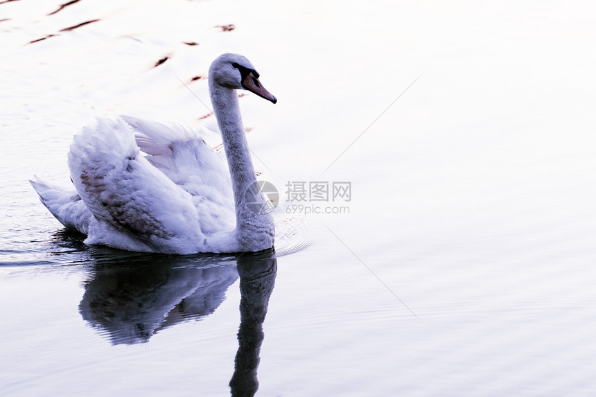 孤单的天鹅太阳游泳紫色池塘野生动物翅膀羽毛荒野反射脖子图片
